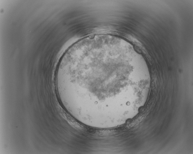 X0000068831427200605261604