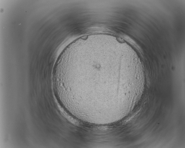 X0000068831431200605261604