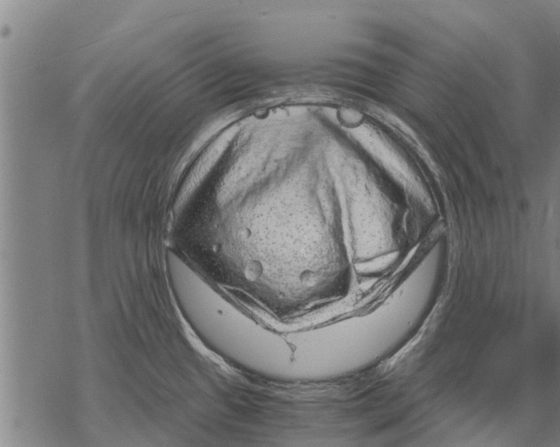 X0000068831433200605261604