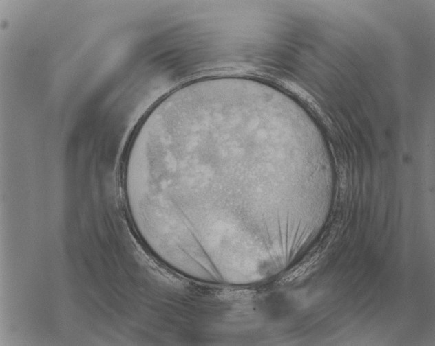 X0000068831466200605261603