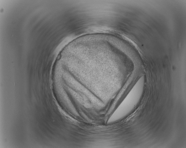 X0000068831471200605261603