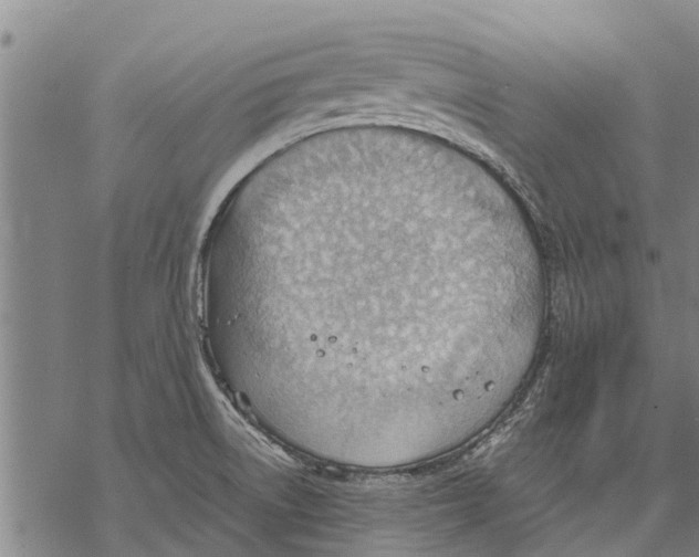 X0000068831522200605261603