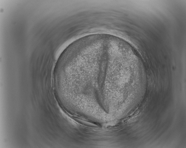 X0000068831527200605261603