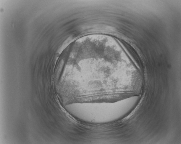 X0000068831529200605261603