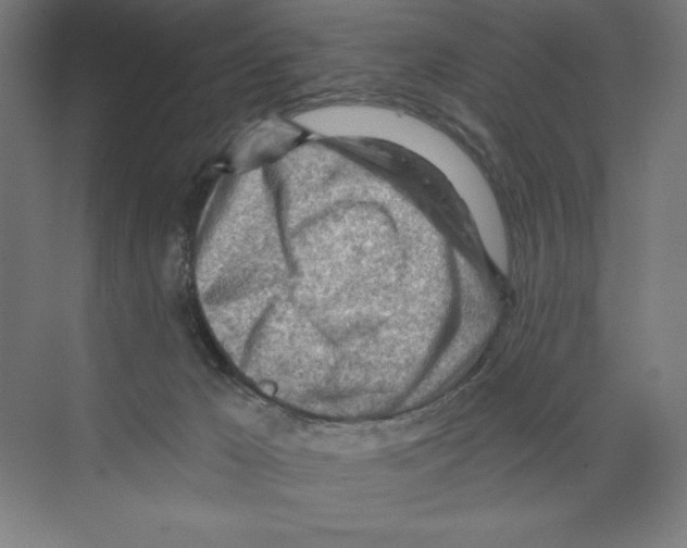 X0000068830029200606021654