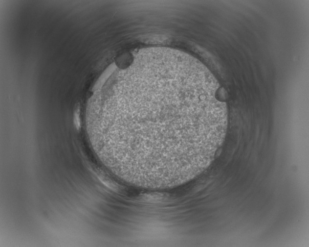 X0000068830069200606021653