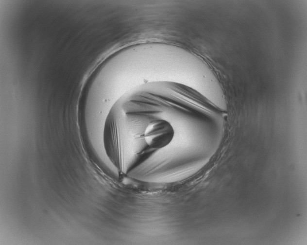 X0000068830244200606021650