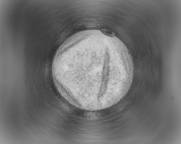 X0000068830277200606021650