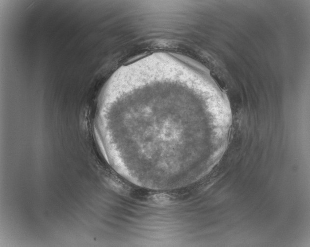 X0000068830423200606021648