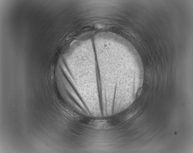 X0000068830554200606021645