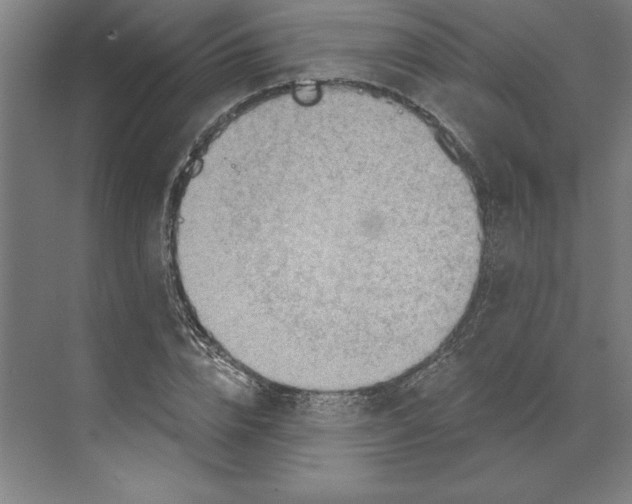 X0000068830832200606021640