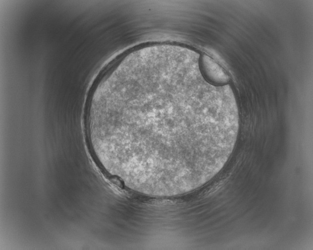 X0000068830943200606021639