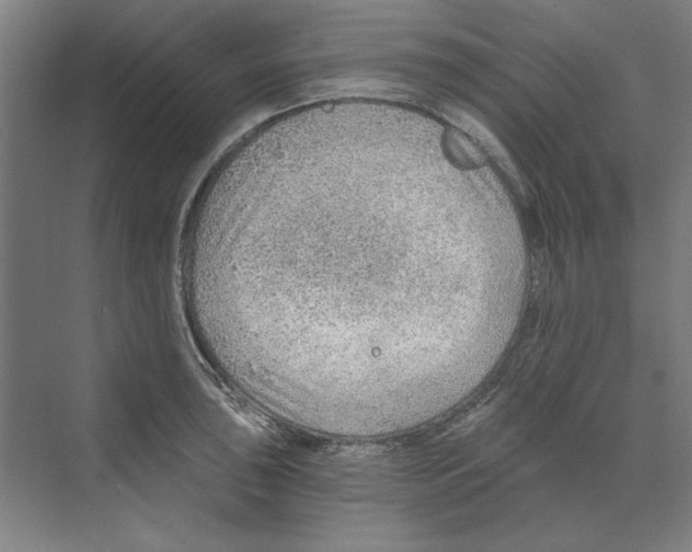 X0000068831043200606021638