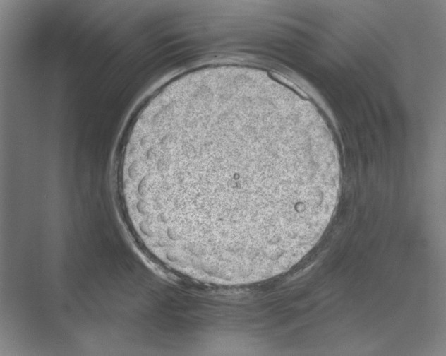 X0000068831053200606021638