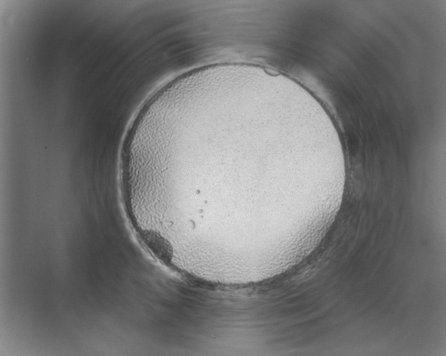 X0000068831096200606021636