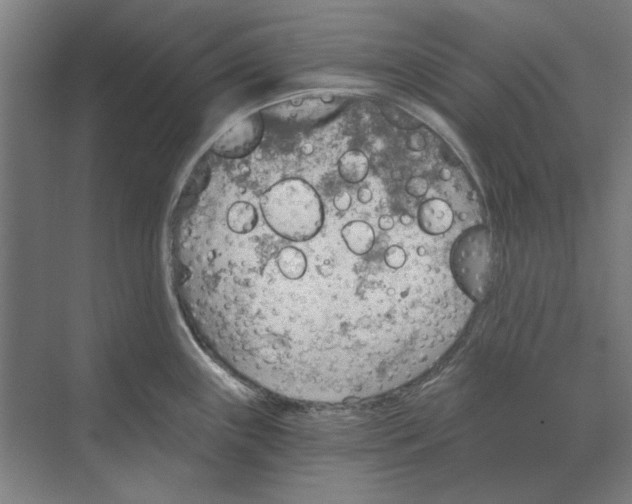 X0000068831243200606021634