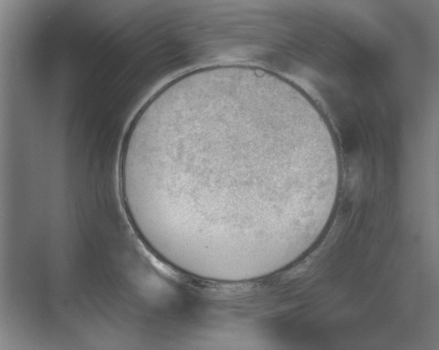 X0000068831294200606021633