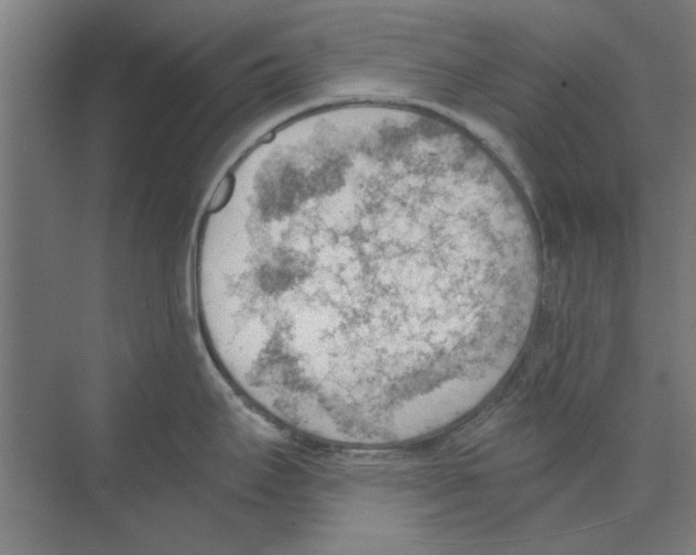 X0000068831295200606021633