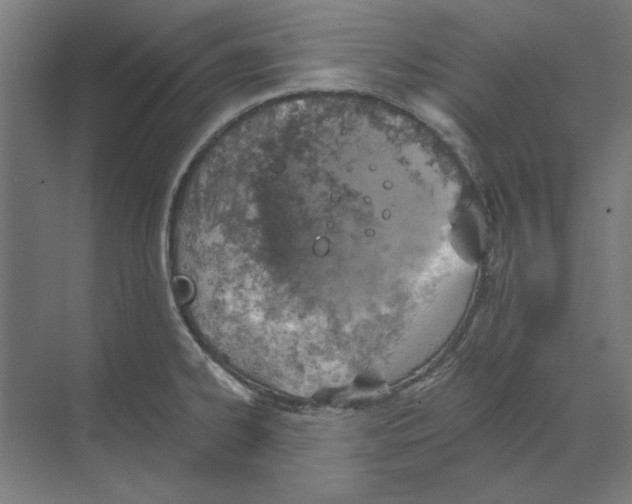 X0000068831334200606021633