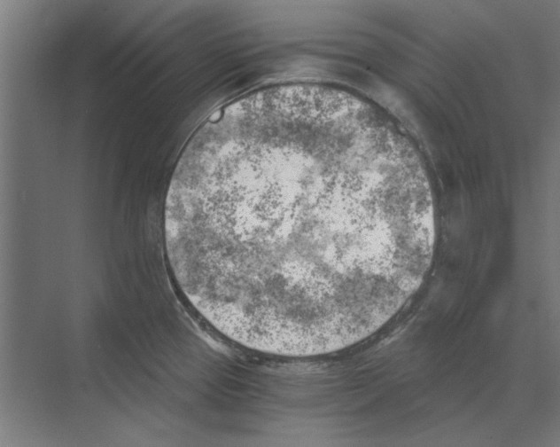 X0000068831337200606021633