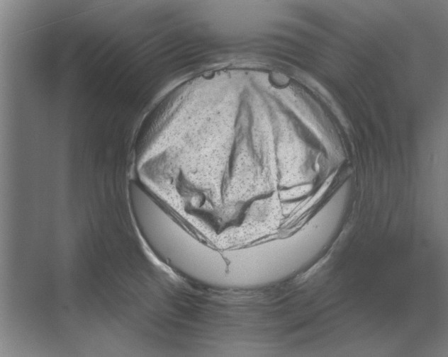 X0000068831433200606021631