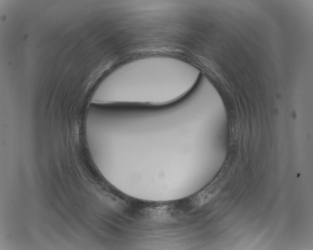 X0000068840120200605050953