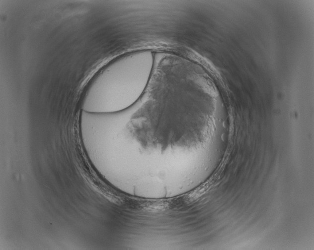 X0000068840155200605050952