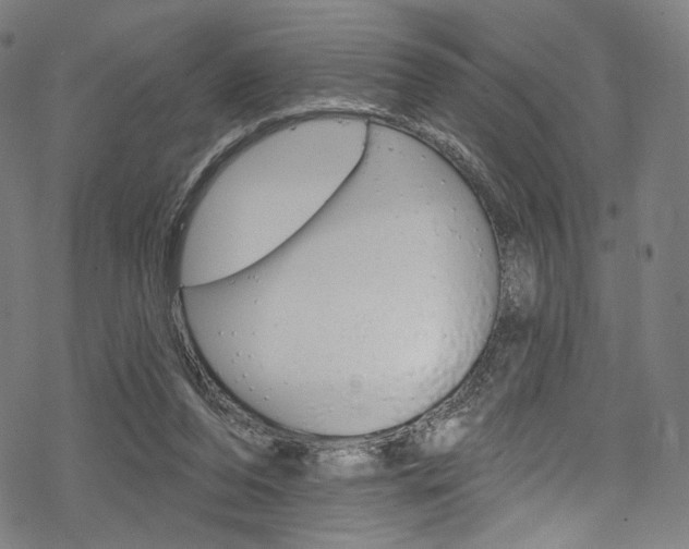 X0000068840208200605050952