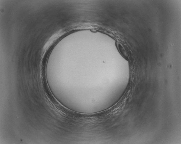 X0000068840296200605050950