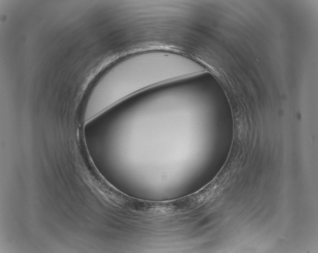 X0000068840350200605050949