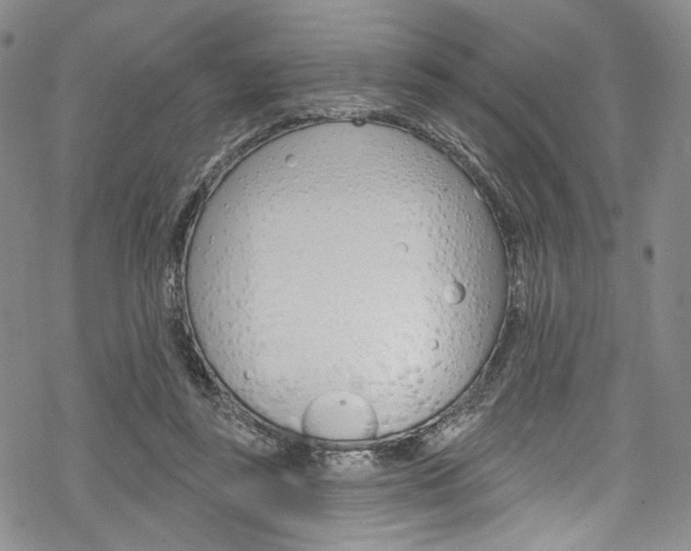 X0000068840355200605050949