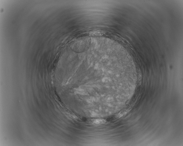 X0000068840663200605050945