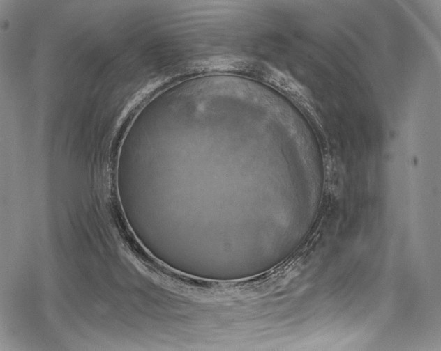 X0000068840012200605051313