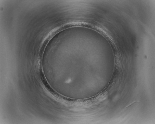 X0000068840016200605051313