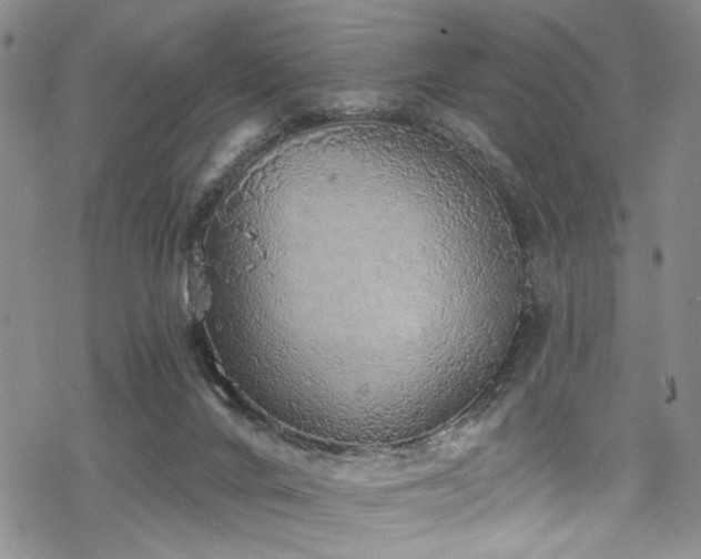 X0000068840024200605051313