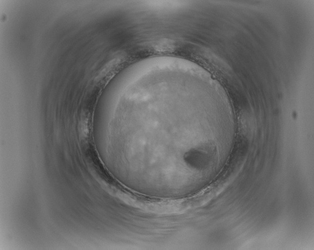 X0000068840032200605051313