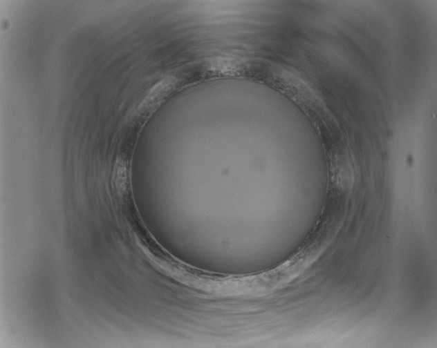 X0000068840036200605051313