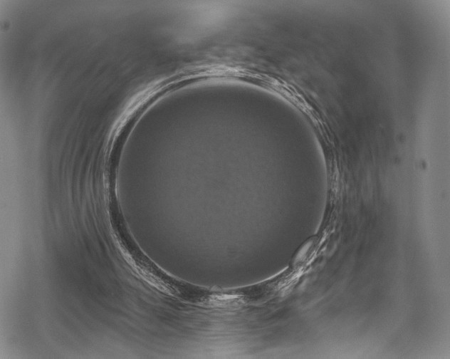 X0000068840055200605051312