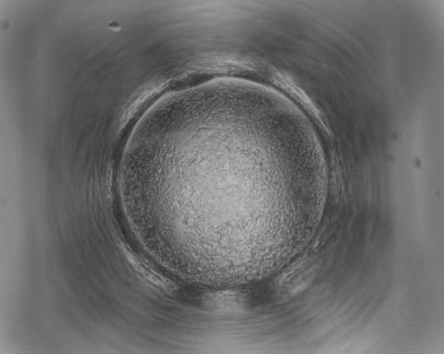 X0000068840058200605051312