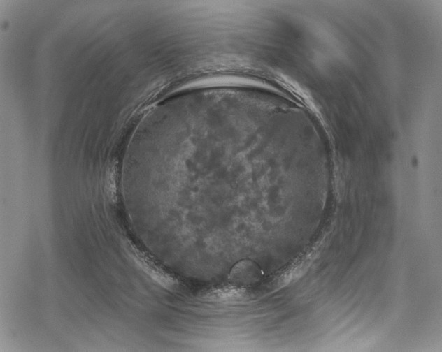 X0000068840065200605051312