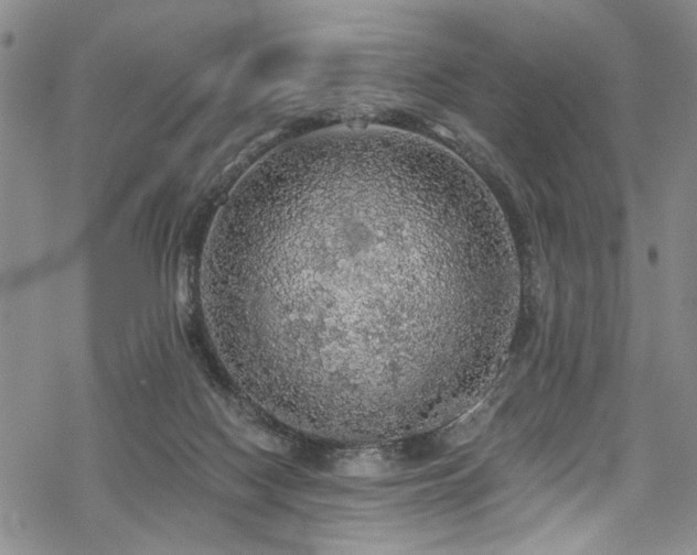 X0000068840074200605051312