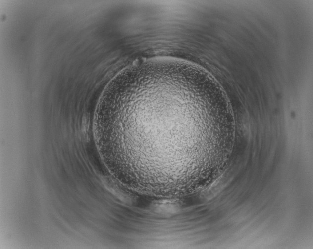 X0000068840082200605051312