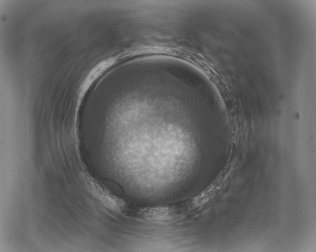 X0000068840104200605051312