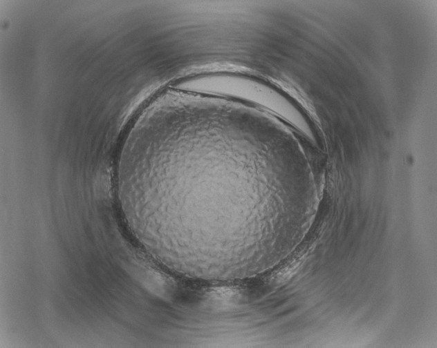 X0000068840111200605051312