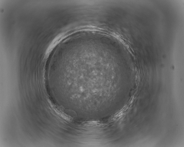 X0000068840151200605051310