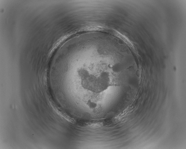 X0000068840155200605051310