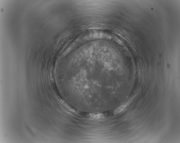 X0000068840185200605051311