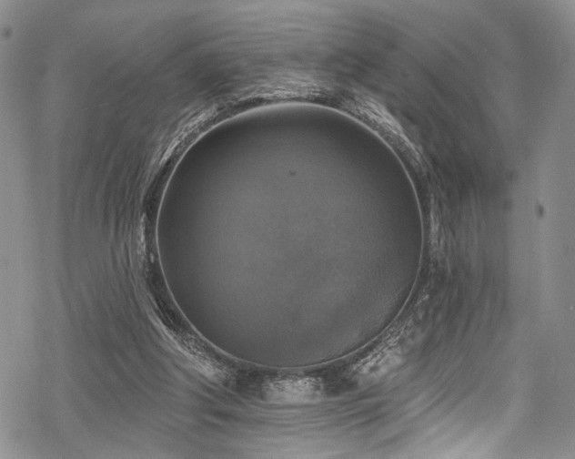 X0000068840202200605051310