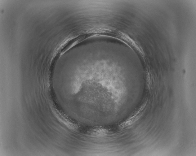 X0000068840203200605051310