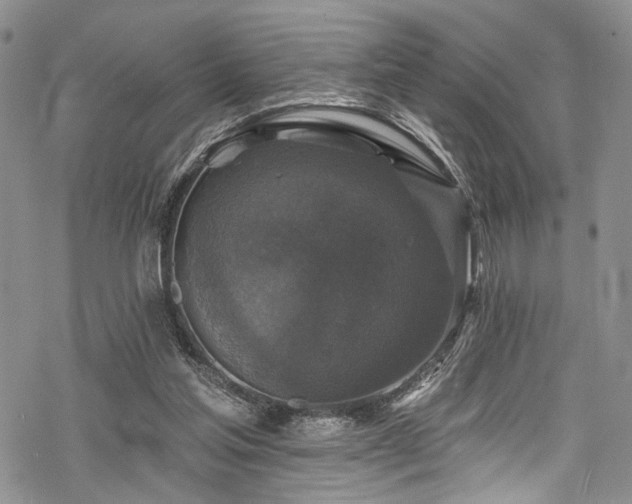 X0000068840205200605051310